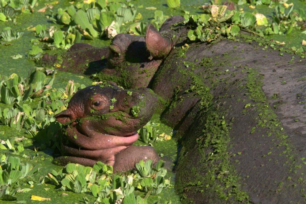 Hippos photographed in Zambia's South Luangwa National Park