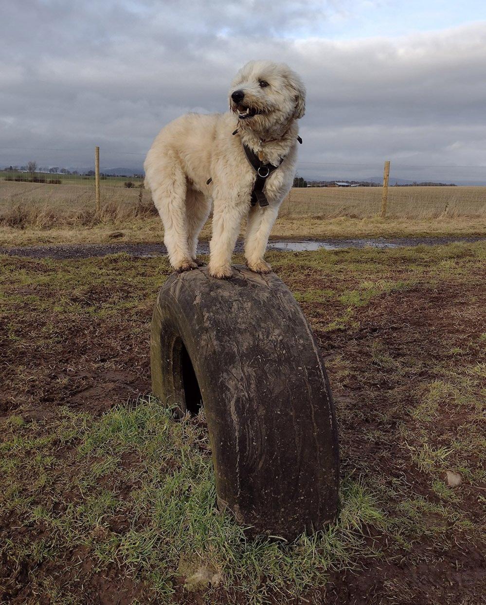 Dog standing on a tyre