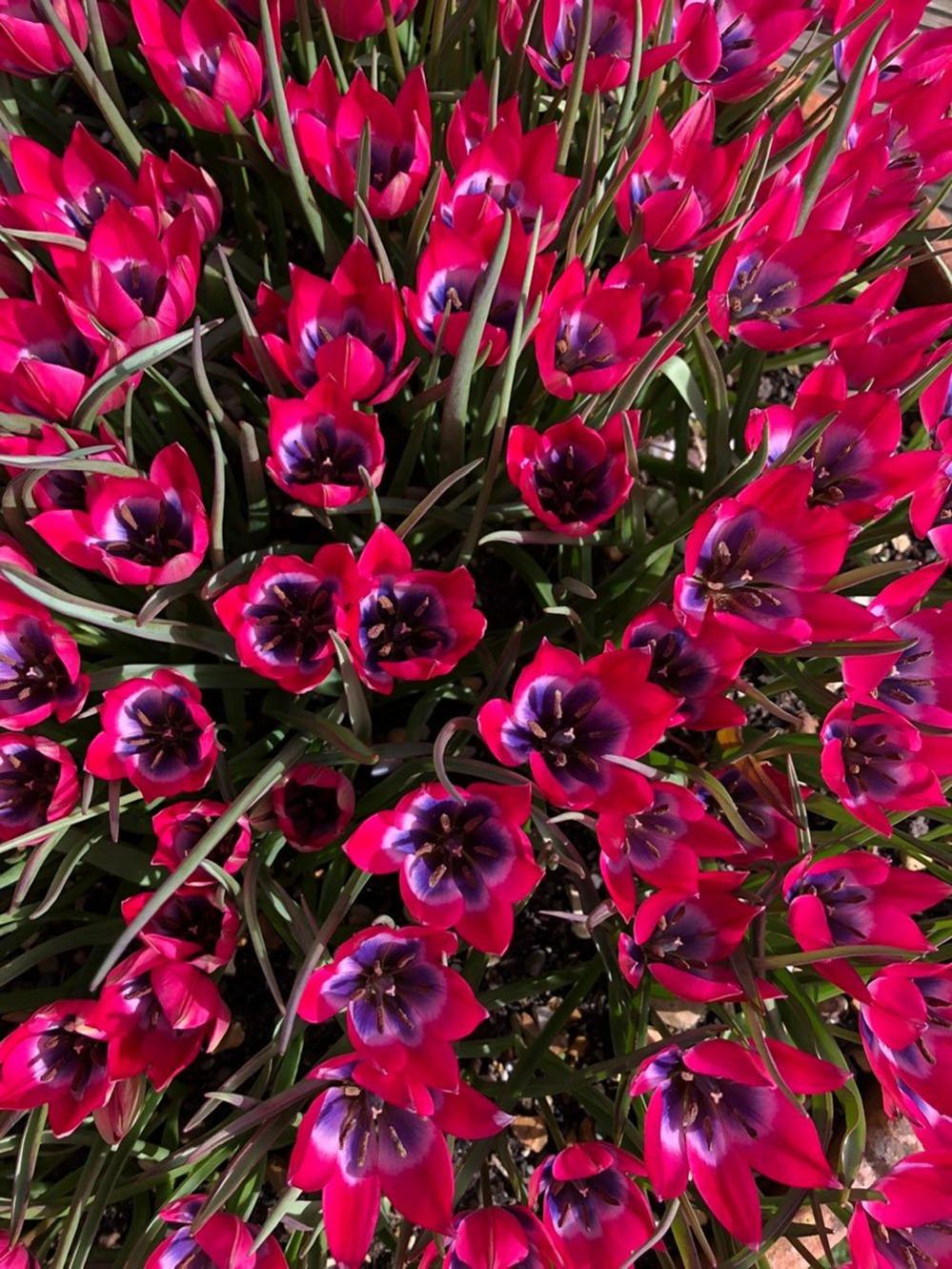 Tulips