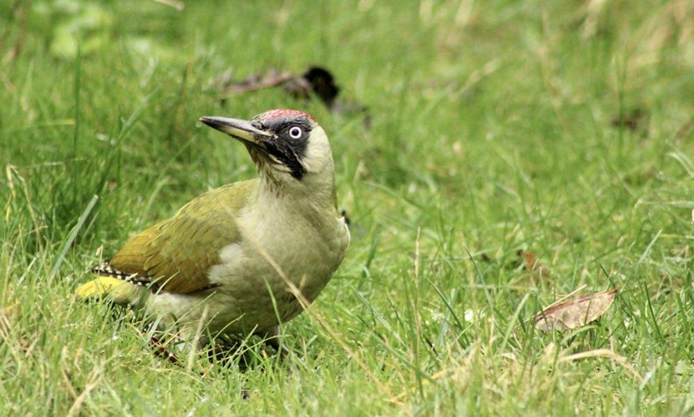 Green Woodpecker