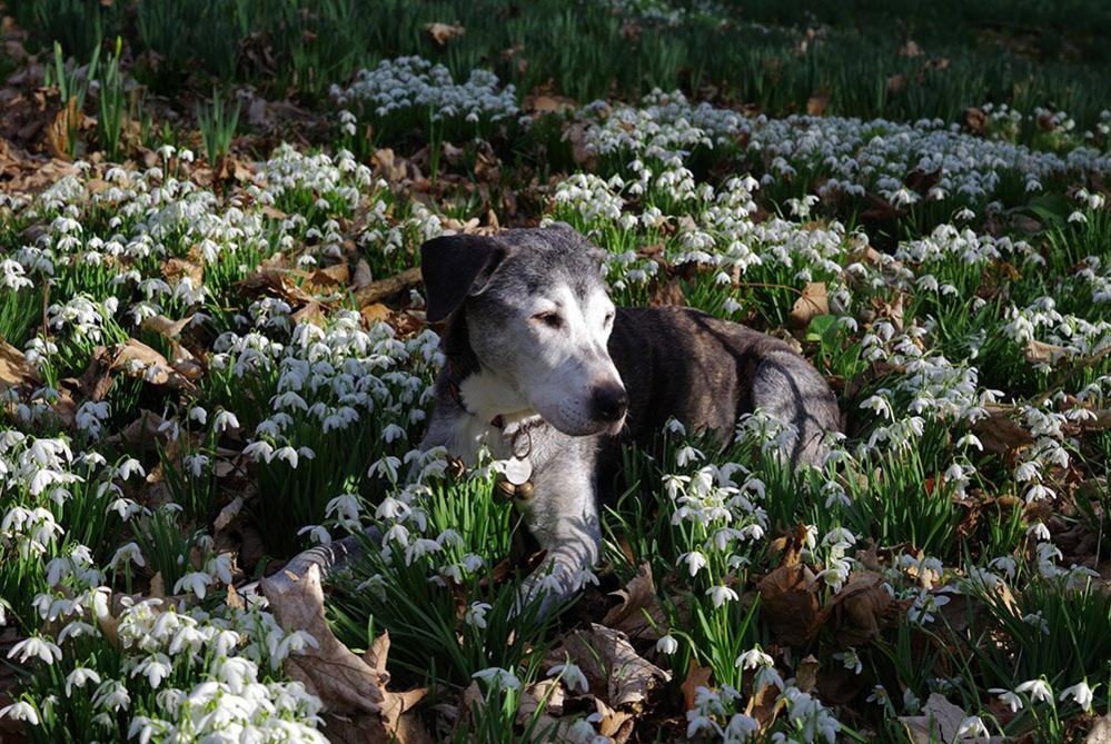 Dog in snowdrops