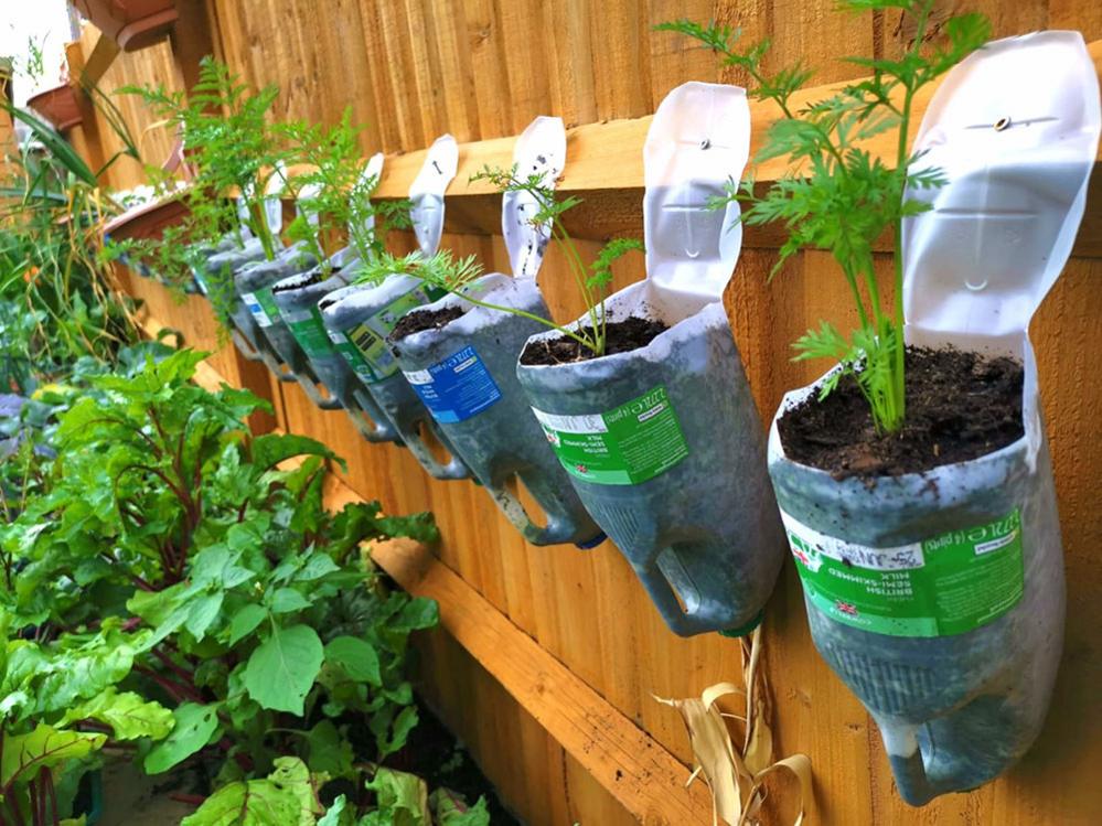 Carrots growing in old milk containers