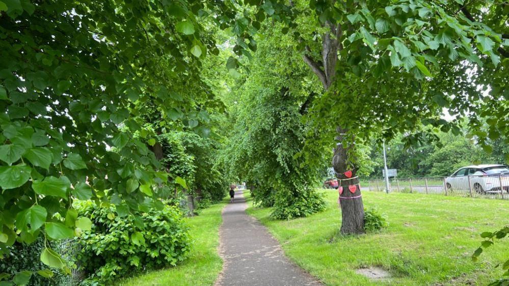 Large leafy trees are seen either said of an asphalt path. There is a person in the distance.  A white car drives by on the road to the right of the path.  One tree has red hearts fixed to the trunk.