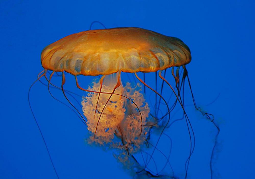 Jellyfish