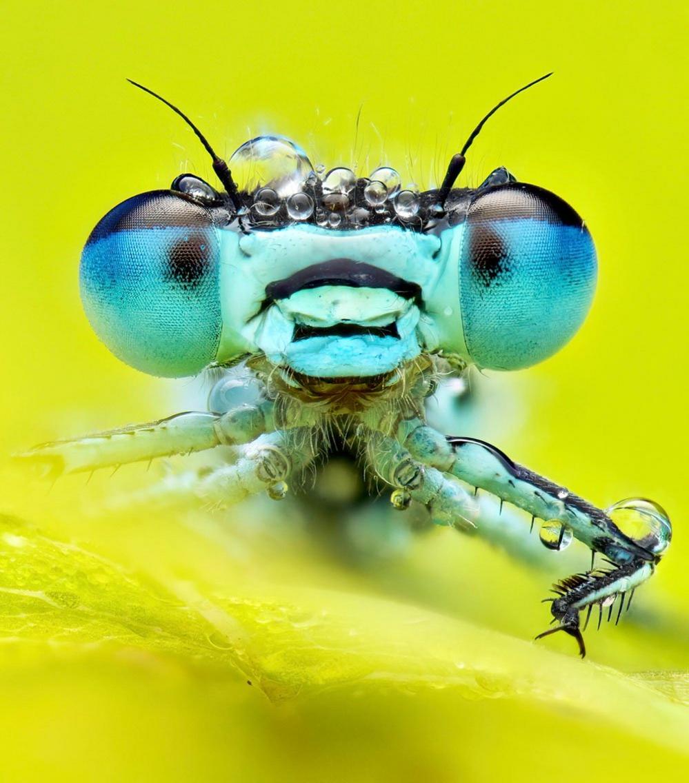 A blue-tailed damselfly