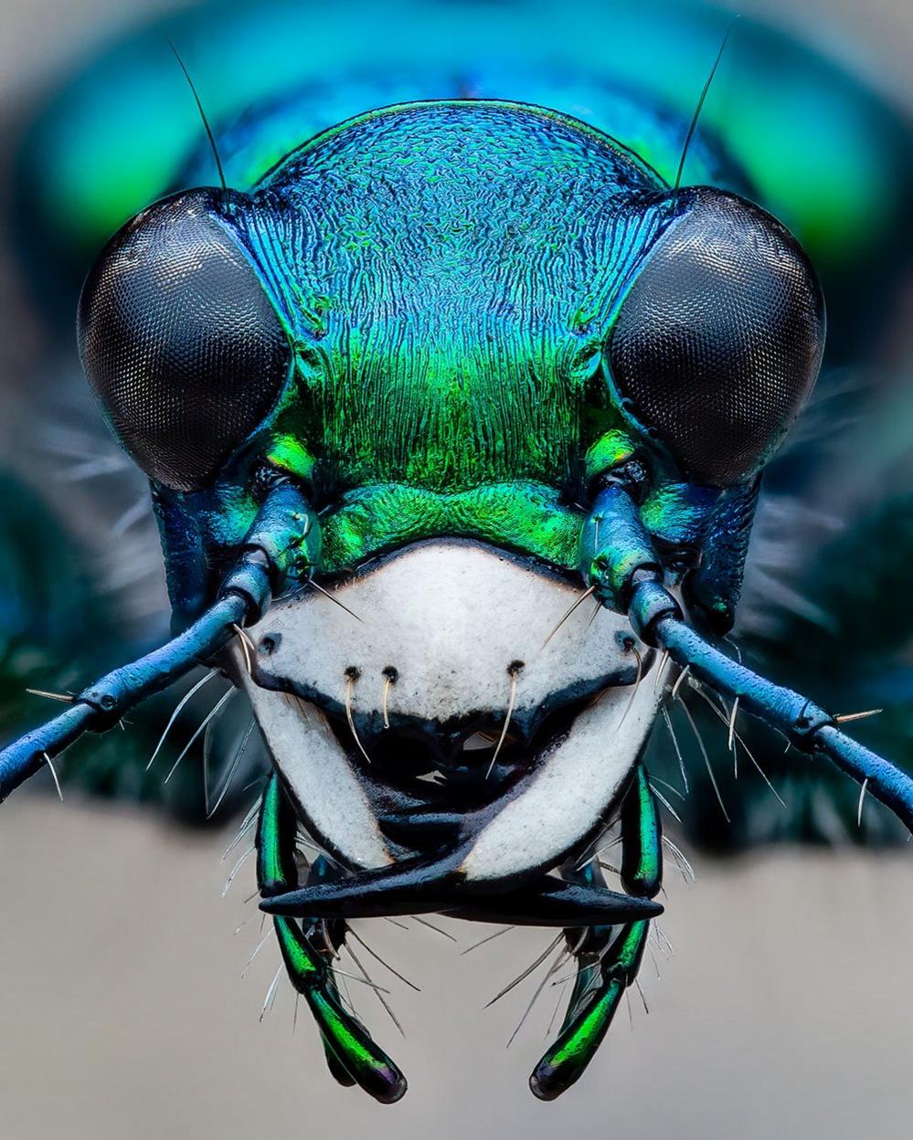 Six-Spotted Tiger Beetle