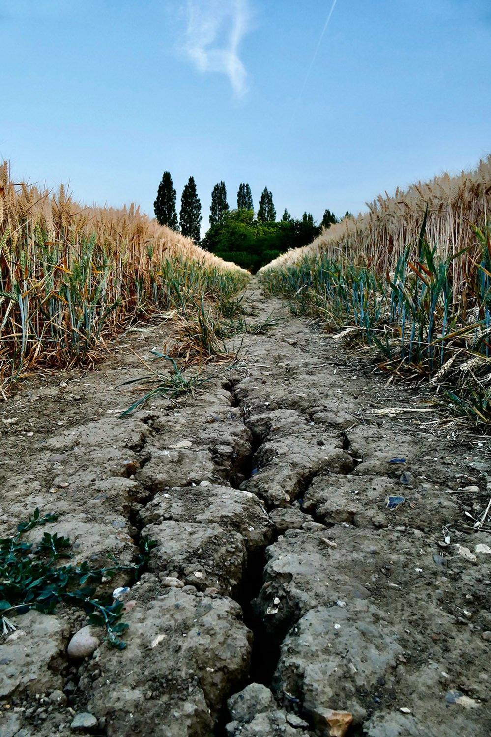 Cracked footpath