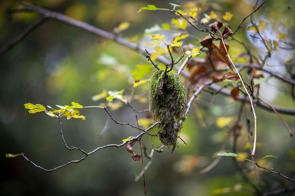 Moss hangs on a tree in part of Cubbington Wood that will remain