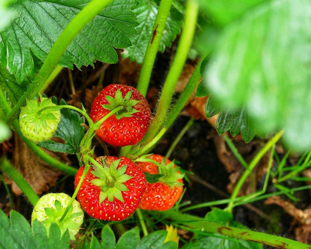 Strawberries