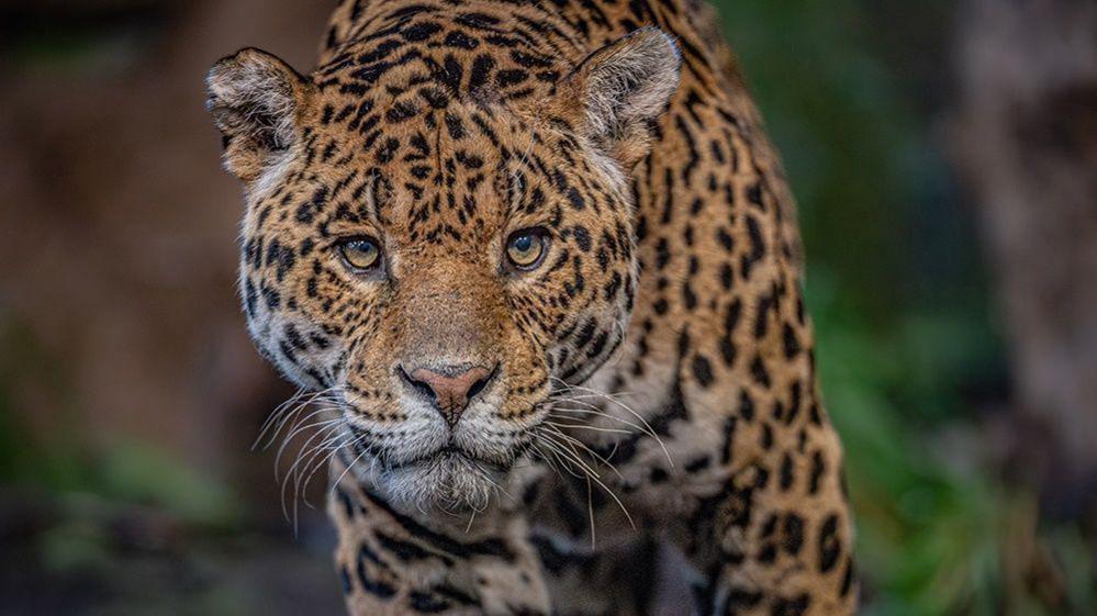 One of Chester Zoo's new jaguars.