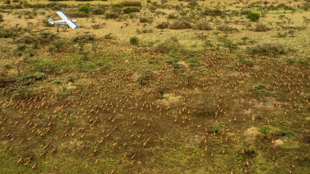 Aerial picture of antelope travelling in one direction