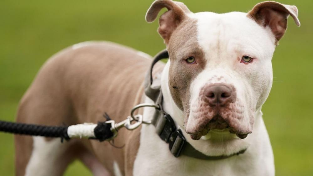 A brown and white XL bully looking directly at the camera 