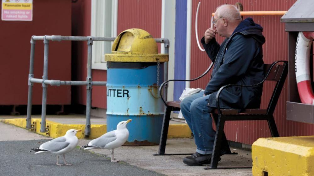 Herring gulls watch man eating chips