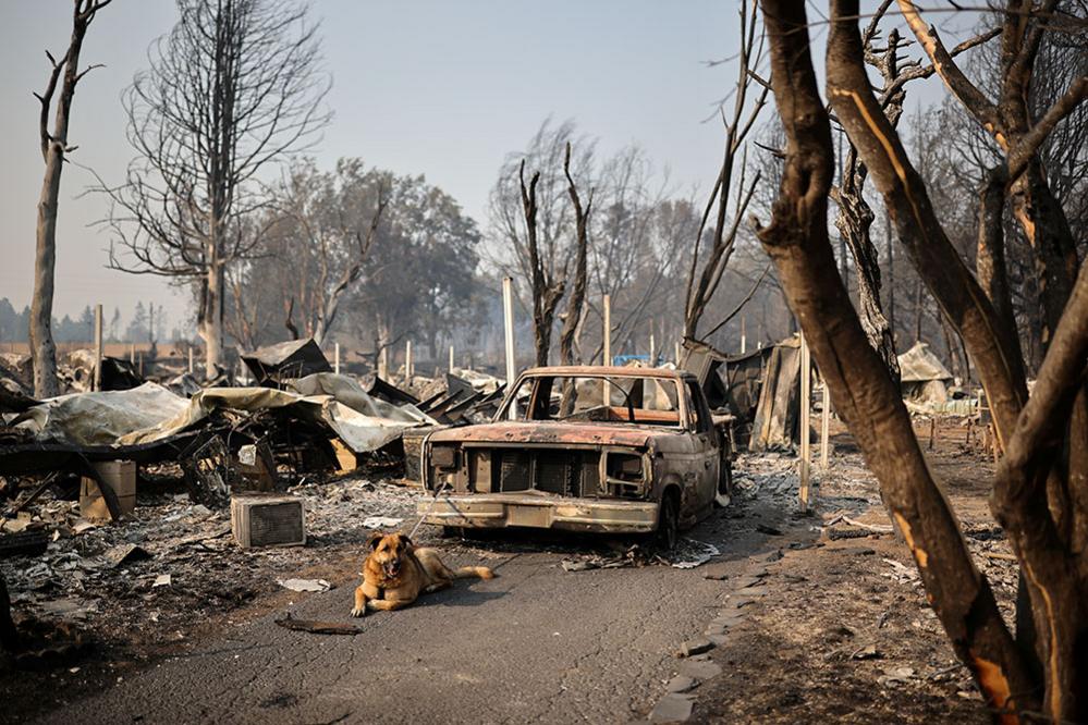 A dog is tied up to a burnt car in Phoenix