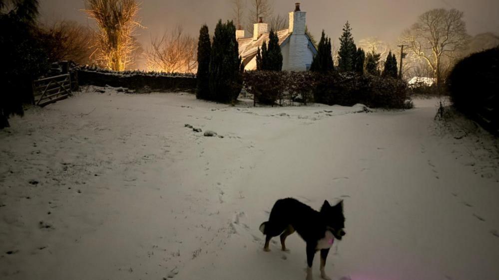 Dog stands in snow with garden covered in snow in background and a house in distance