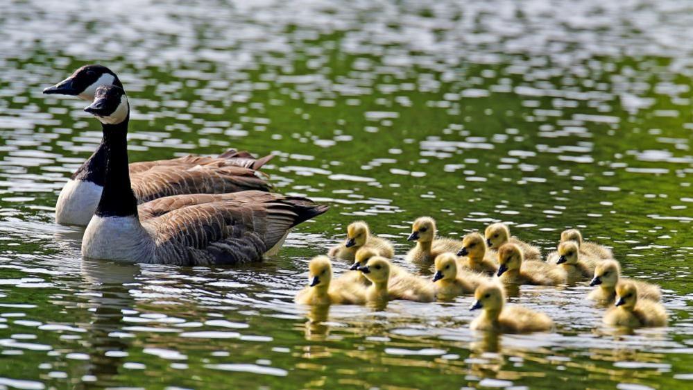 Two Canada Geese swimming through water with a lot of chicks following them.
