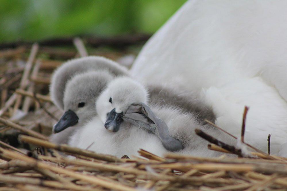 Chicks in nest