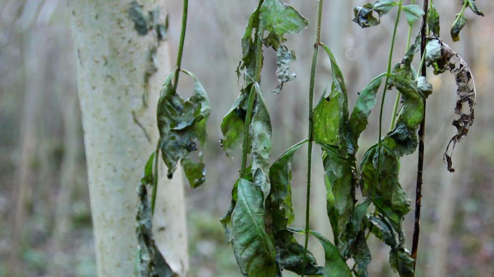 Wilting leaves hanging from a tree