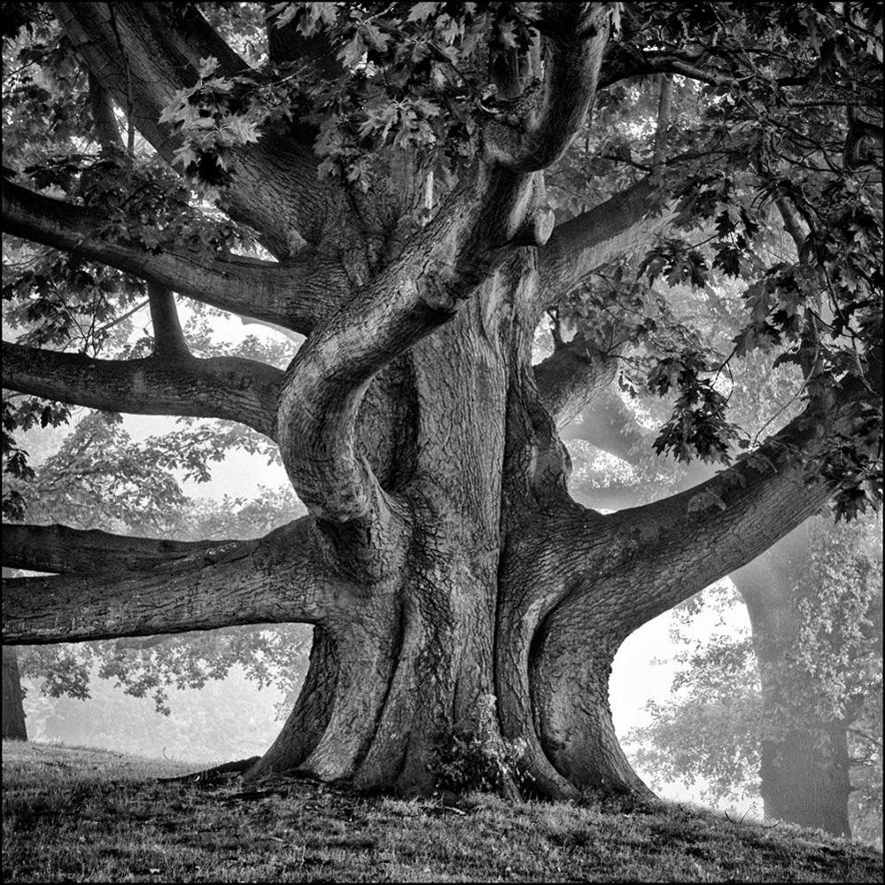 Oak tree