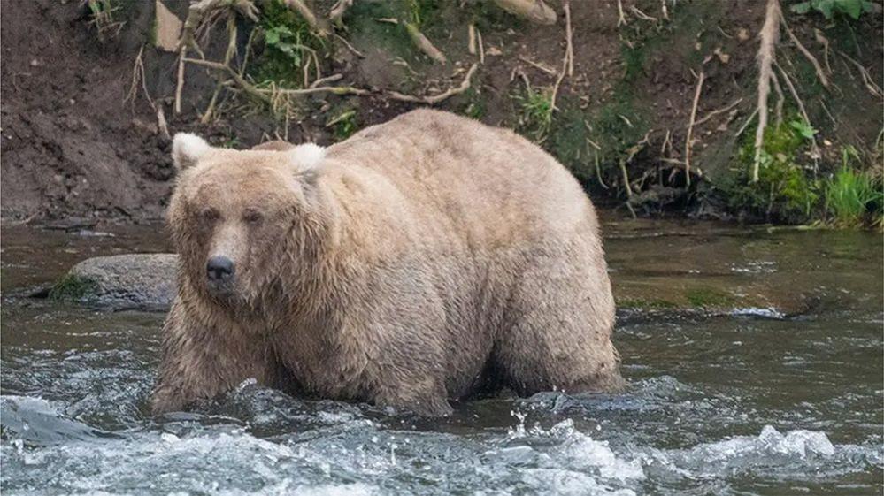 fat bear in a river