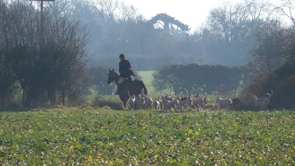 Fox hounds and a man on horseback in a field