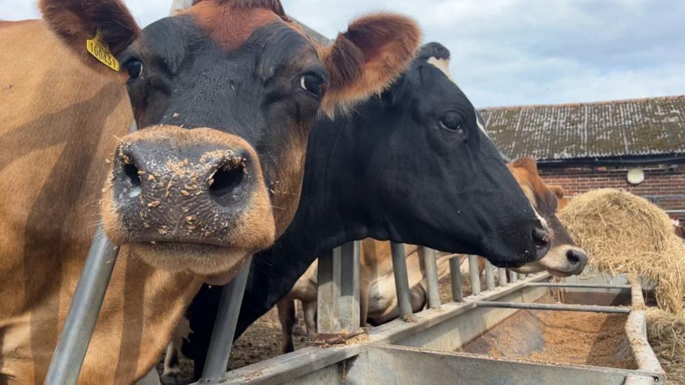 A brown cow looks directly at the camera, standing in a row with other cows feeding from a trough