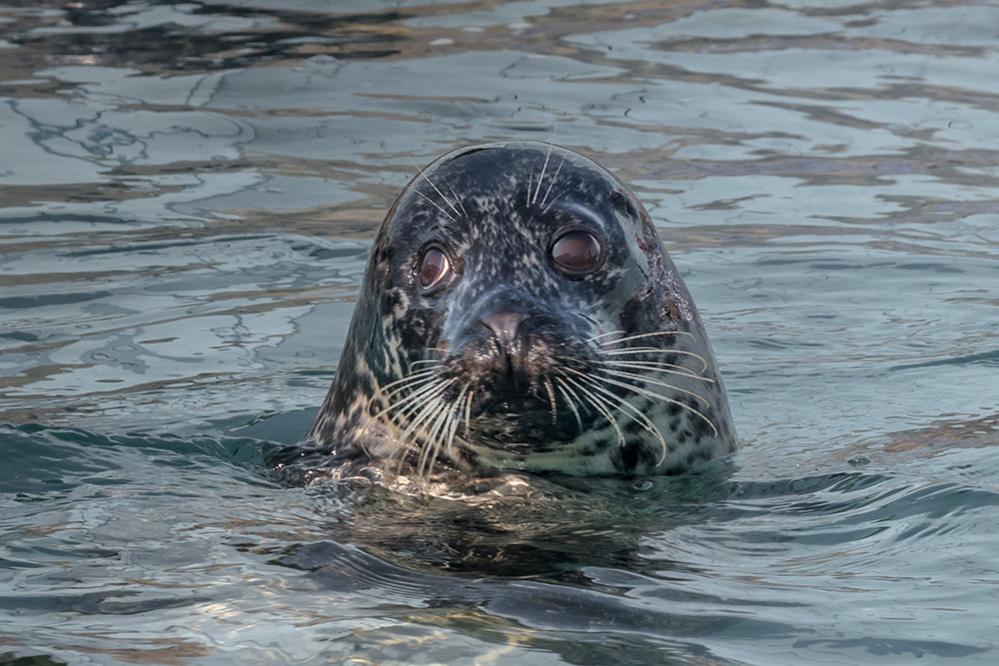 Seal at Hunstanton Sea Life, Norfolk