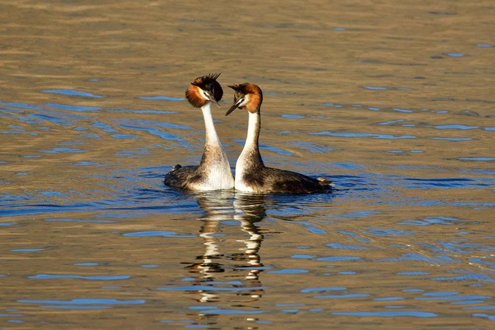 Great Crested Grebes on Lake Wanaka in New Zealand