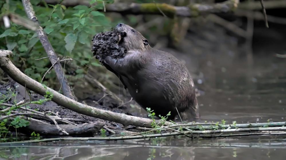 beaver