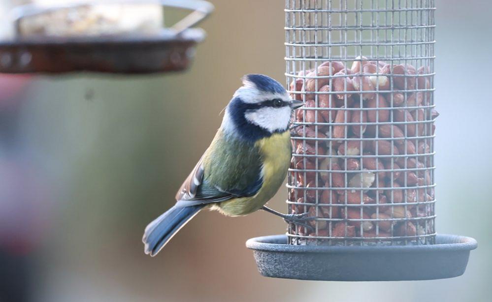 Blue Tit