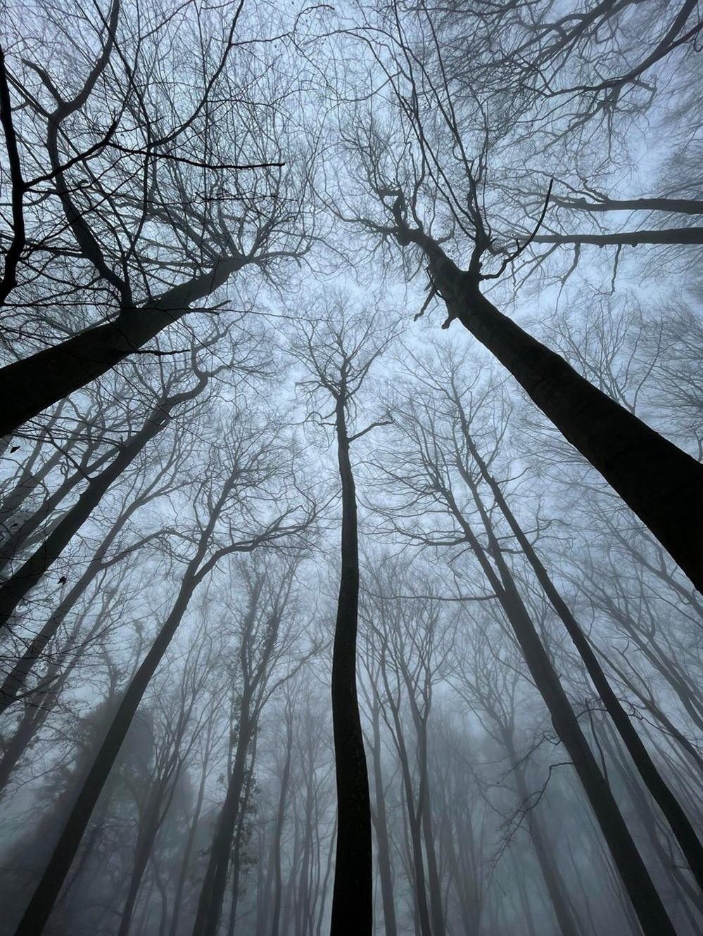 Looking up at trees