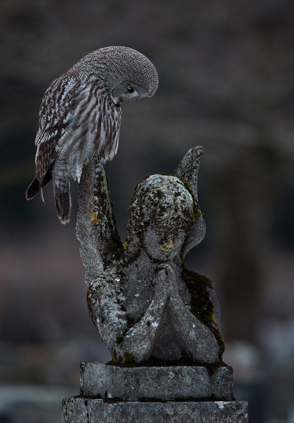 Great grey owl on a tombstone