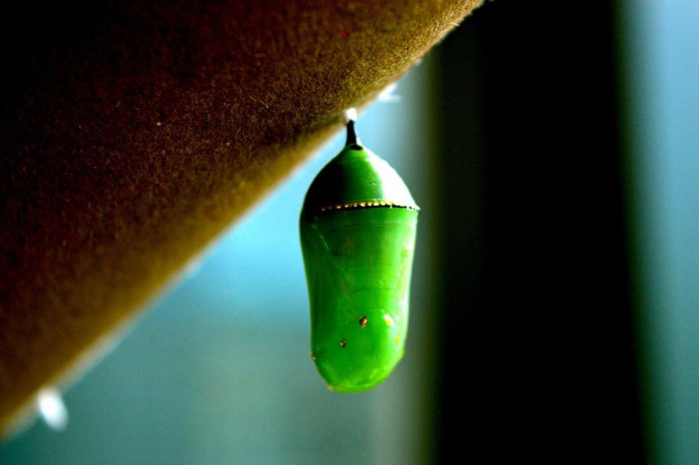 Monarch butterfly caterpillar in a pupa in Boston, Massachusetts