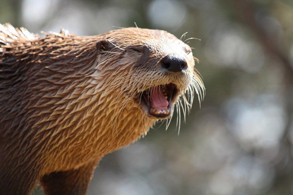 Otter