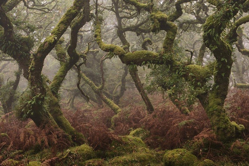 Ancient woodland