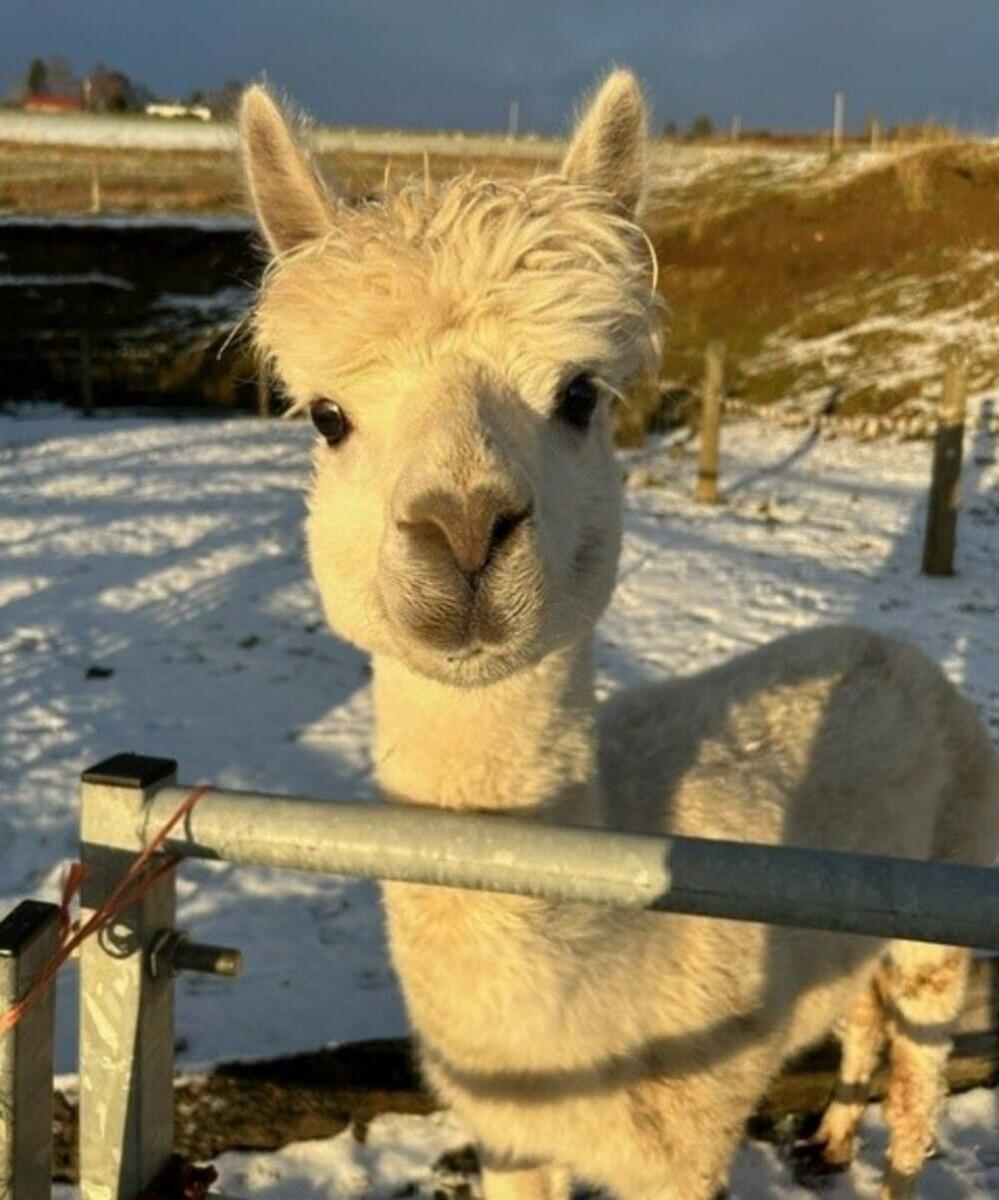 A white alpaca peers at the camera while standing in a snowy pen.