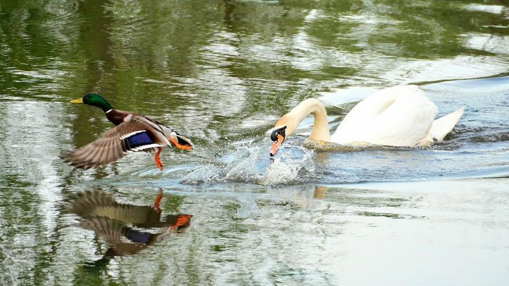 A swan lunges at a mallard while swimming on the reflective water