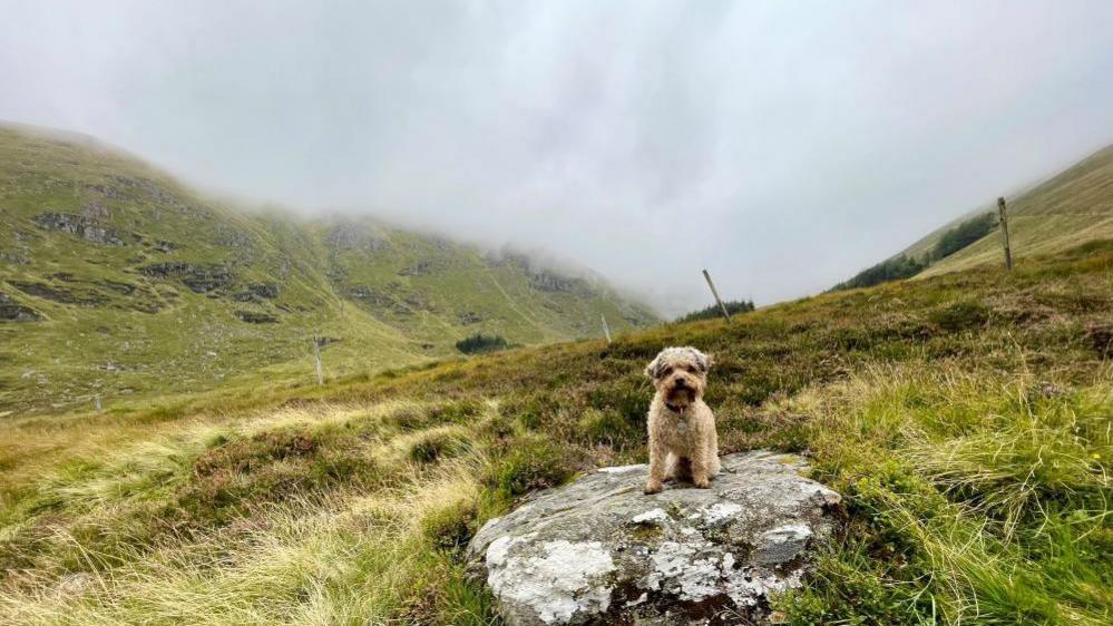 Yorkie-poodle dog sitting on a rock with hills in the background.