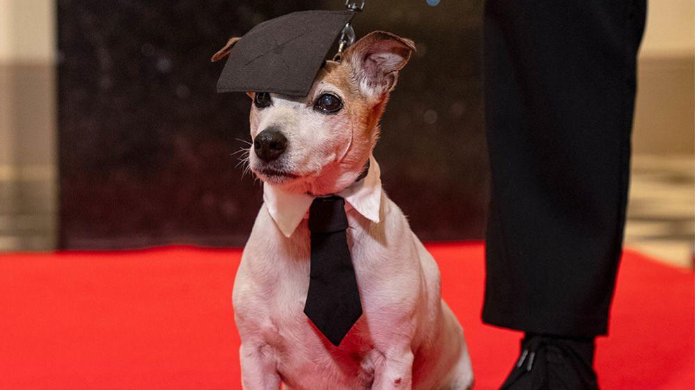 jack russell in graduate cap and tie