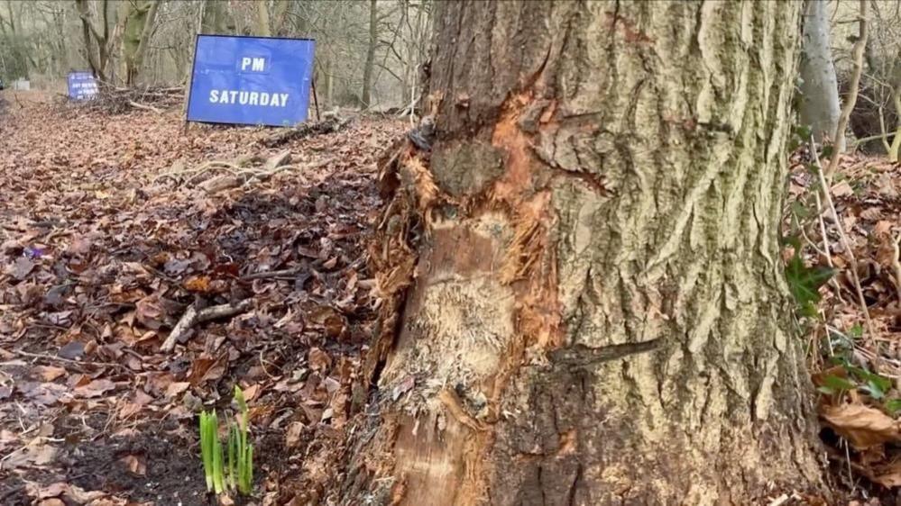 A tree with damage to the bark and trunk following impact from Mr Gladman's car, with police signage in the distances, requesting information.