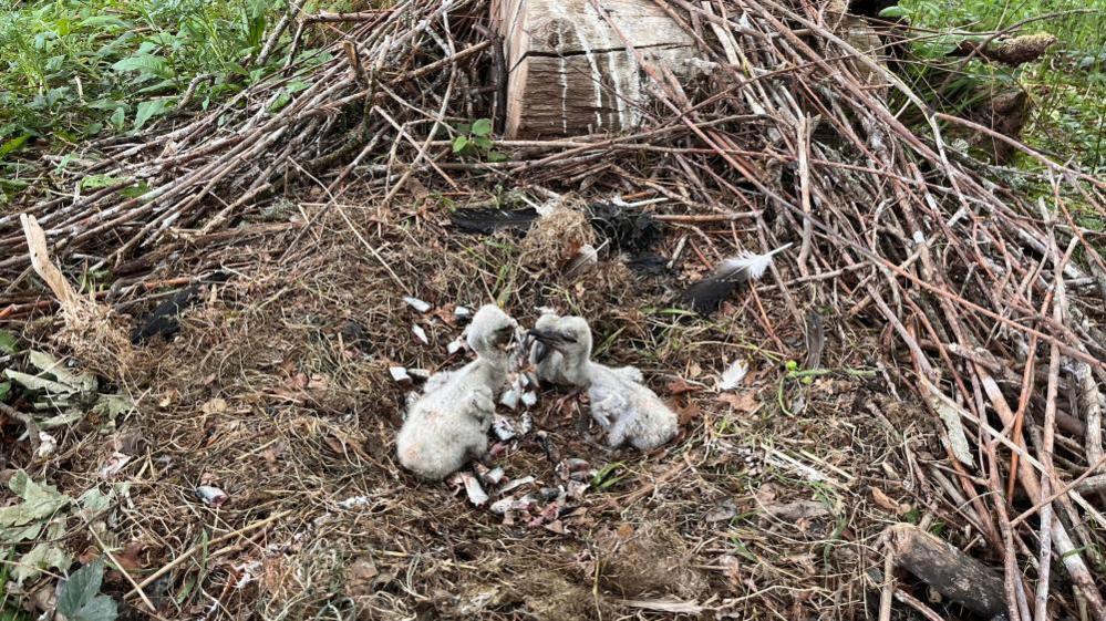 Three fluffy baby storks in a large ground nest. The birds are mostly white with black beaks.