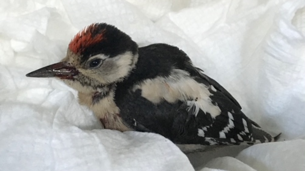 A woodpecker with black and white markings sitting on a white towel