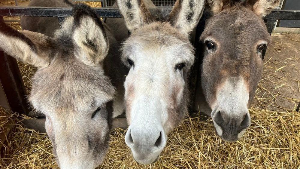 A photo of three donkeys, all are brown haired and white marks, the one in the middle has a white face. They have their heads coming through a fence inside their paddock, which has hay on the ground. 