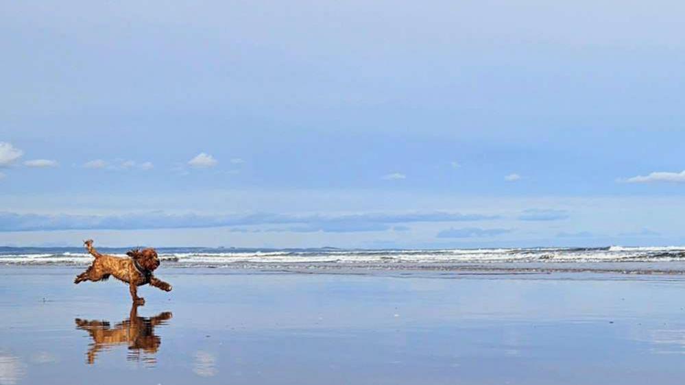 A orange cockapoo running along the beach. You can see it's reflection in the water.