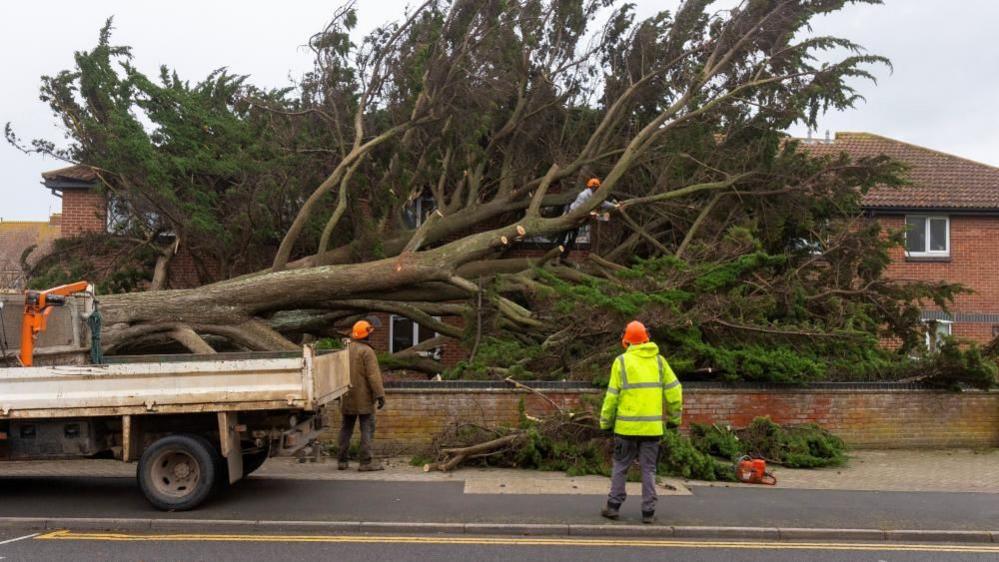 A large fallen cedar tree alongside a residential road has toppled precariously close to an adjacent house. Workmen in protective clothing are using a chainsaw to remove limbs from the tree. The incident occurred at Burnham-on-Sea, during Storm Darragh on 7 December 2024.