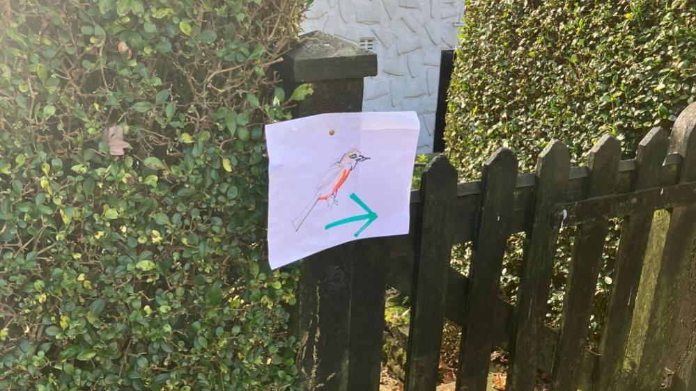 An A4 piece of paper with a bird with red and yellow markings drawn onto it stuck onto a wooden gate surrounded by privet hedges