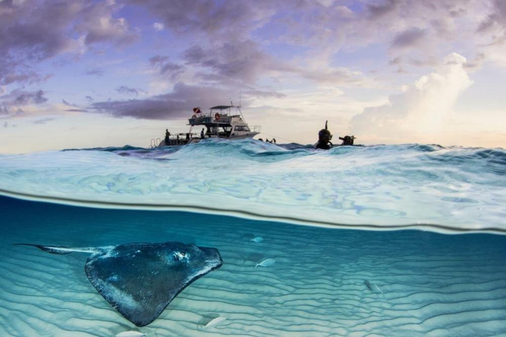 A stingray at sea