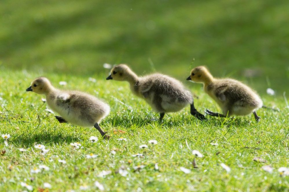 Goslings