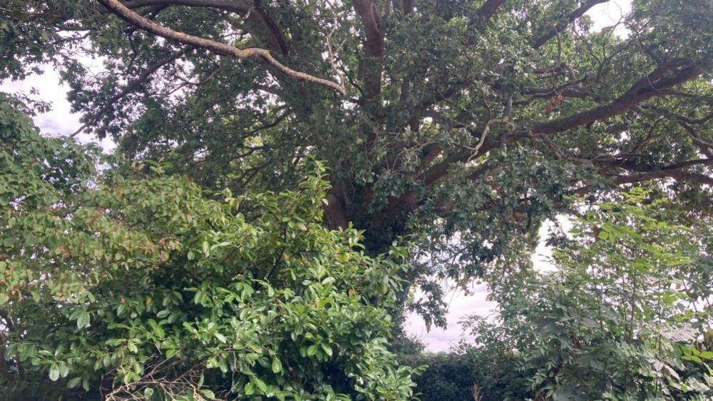 A large tree with many branches, covered with green leaves and surrounded by leafy bushes.