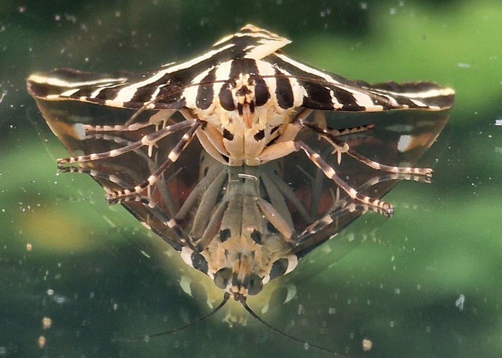 Jersey tiger moth